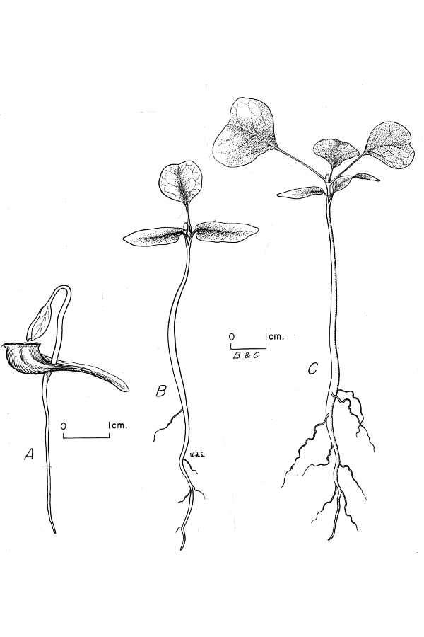 Image of Tulip Trees