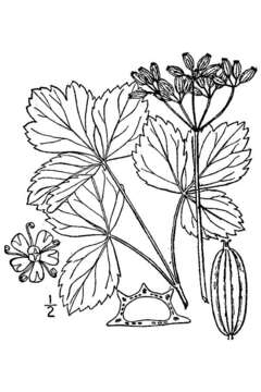 Ligusticum scoticum L. resmi