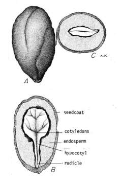 Image of Chinese privet