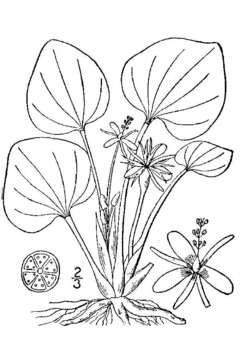 Image de Limnobium spongia (Bosc) Steud.