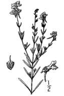 Image of Prostrate Toadflax