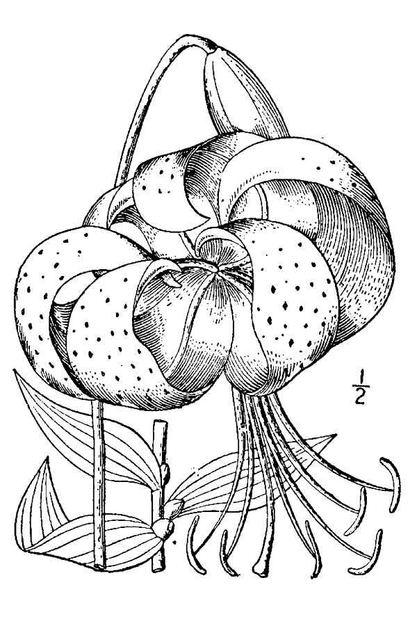 Image of Tiger lily