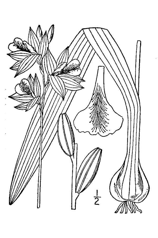 Image de Calopogon tuberosus var. tuberosus