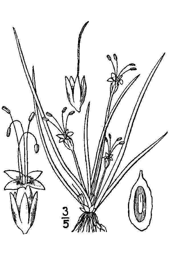 Image of American shoreweed