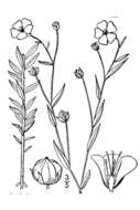 Image of common flax