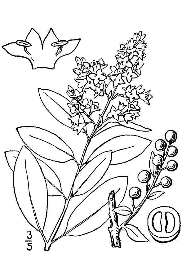 Image of European privet