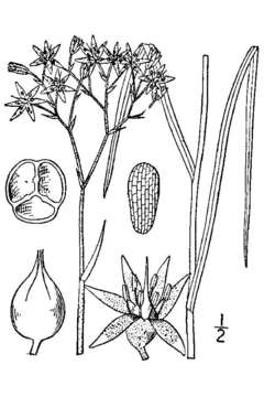 Image of lophiola