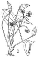Слика од Sagittaria calycina var. calycina