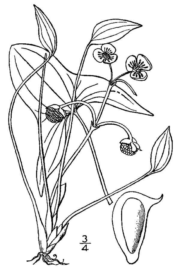 صورة Sagittaria calycina var. calycina