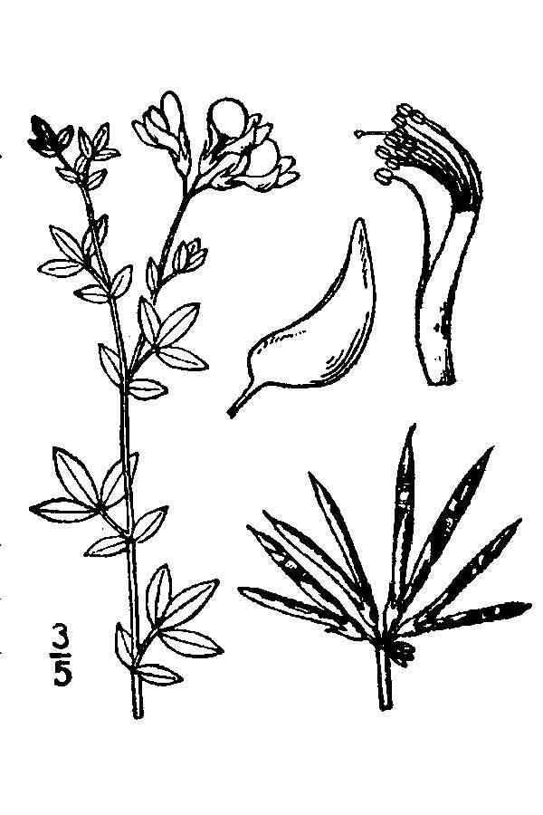 Слика од Lotus corniculatus L.