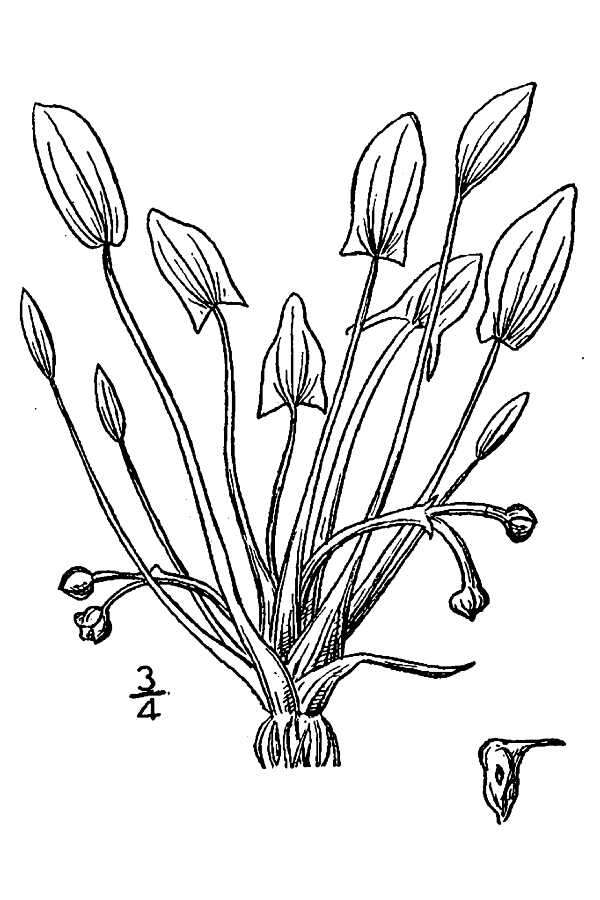 Слика од Sagittaria calycina var. calycina