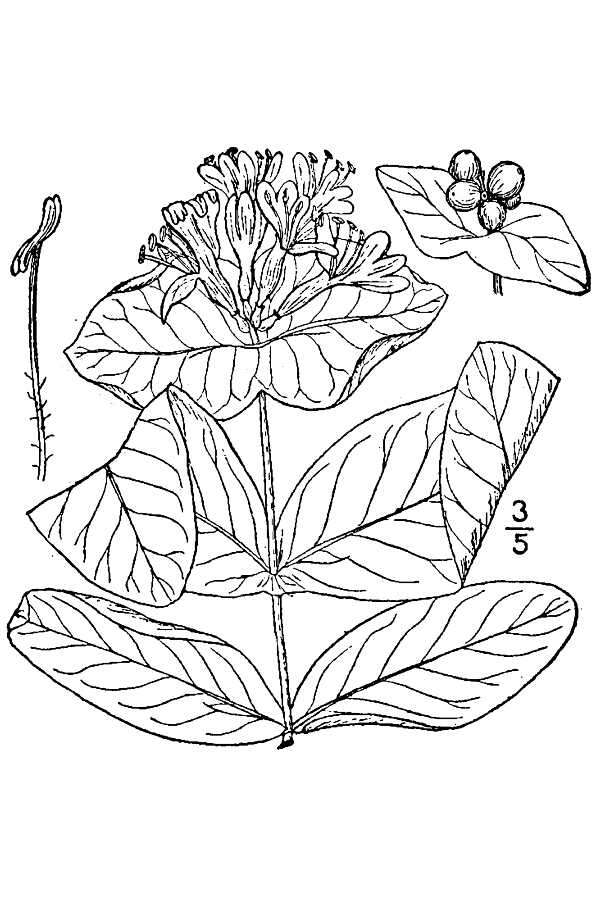 Image of limber honeysuckle