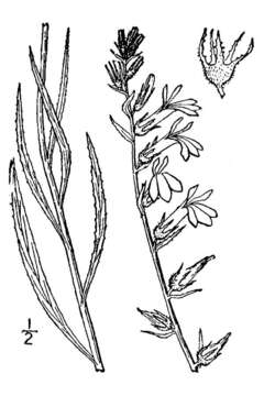 Image of Glade Lobelia