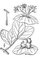 Image of limber honeysuckle