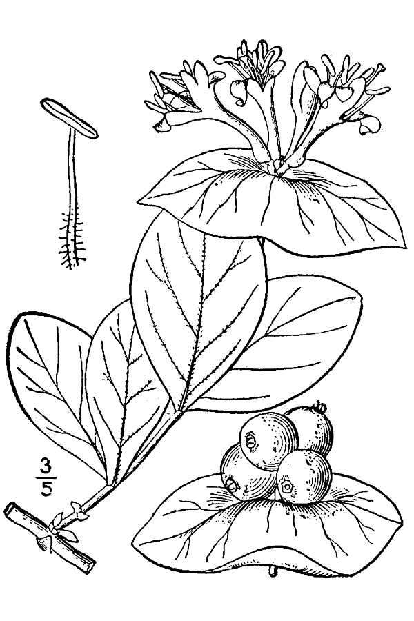 Image of limber honeysuckle