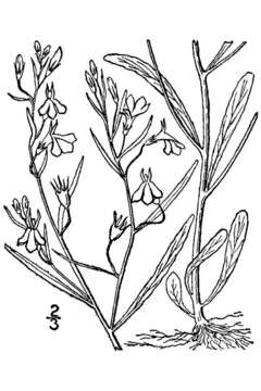 Image de Lobelia kalmii L.