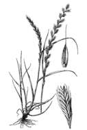 Image of Italian Rye Grass