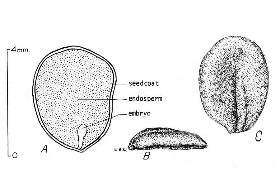 Image of honeysuckle