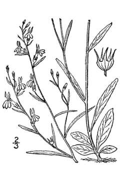 Image de Lobelia nuttallii Schult.