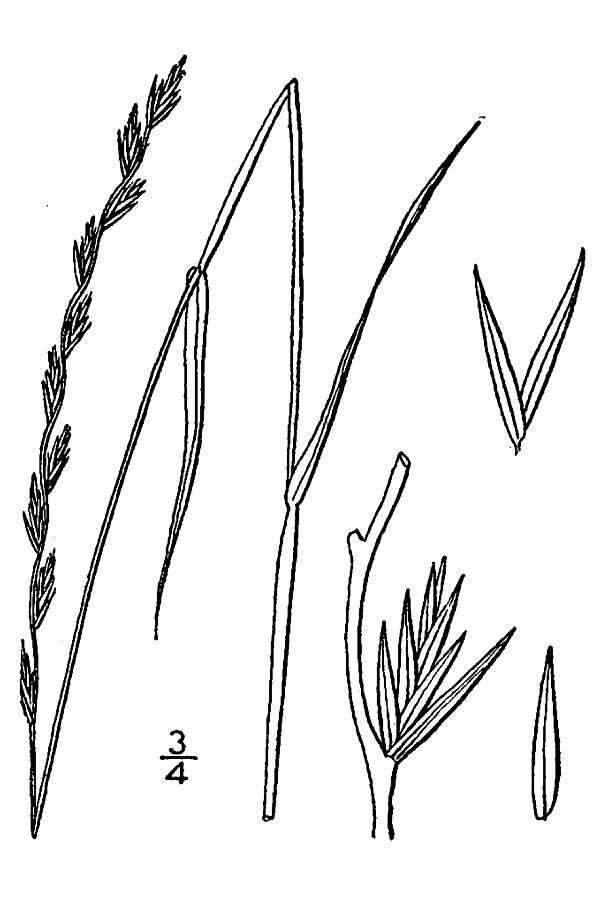 Image of perennial ryegrass