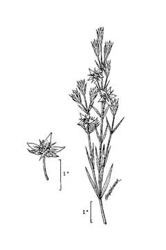 Image of Marsh-Felwort