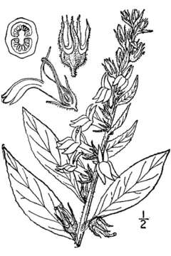 Слика од Lobelia siphilitica L.