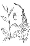 Image de Lobelia spicata Lam.