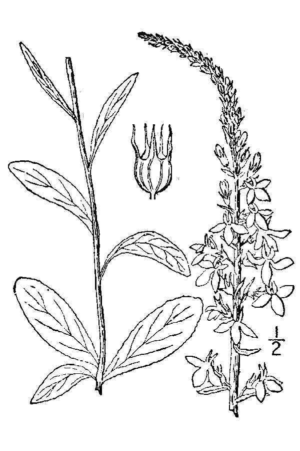 Image de Lobelia spicata Lam.