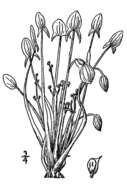 Sagittaria montevidensis subsp. spongiosa (Engelm.) Bogin的圖片