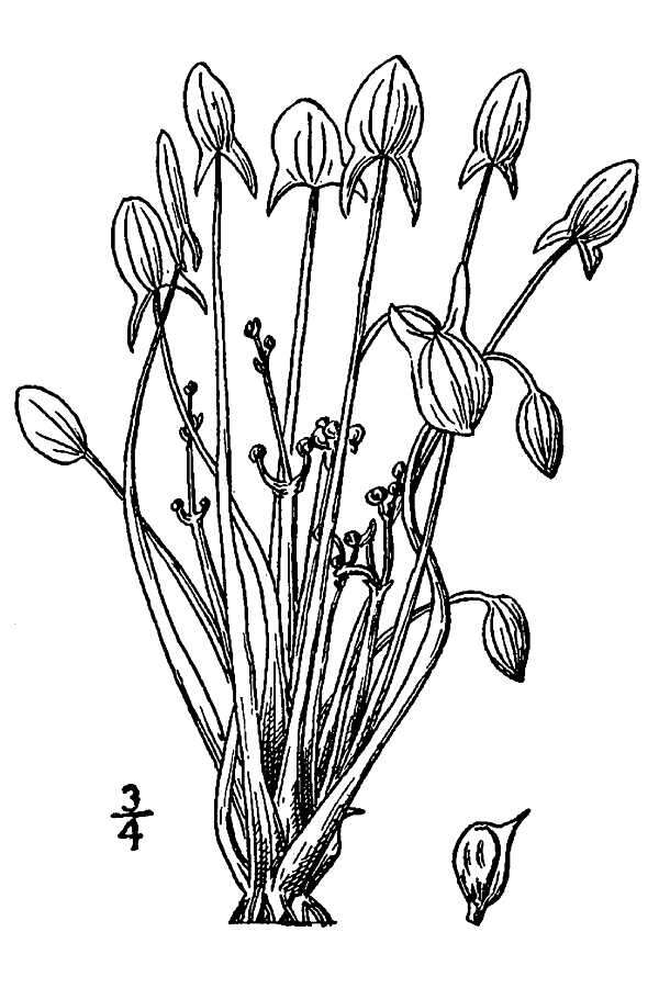 Sagittaria montevidensis subsp. spongiosa (Engelm.) Bogin的圖片