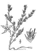 Image de Loeflingia squarrosa subsp. squarrosa