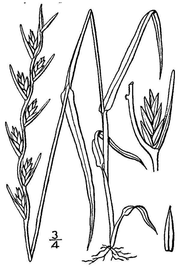 Image of Darnel ryegrass