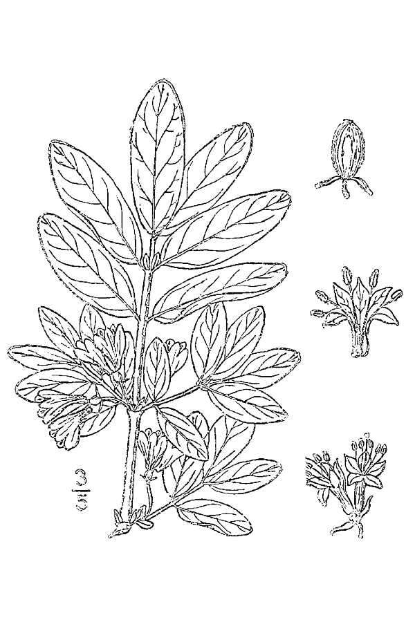 Imagem de Lonicera villosa (Michx.) Roem. & Schult.