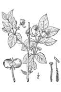 Imagem de Lonicera xylosteum L.