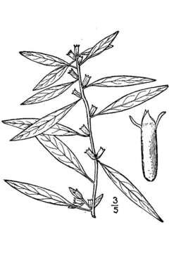 Image of cylindricfruit primrose-willow