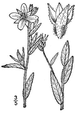 Image of spindleroot