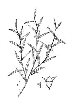 Image of Narrow-Leaf Primrose-Willow