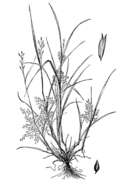 Image of Peruvian Water Grass