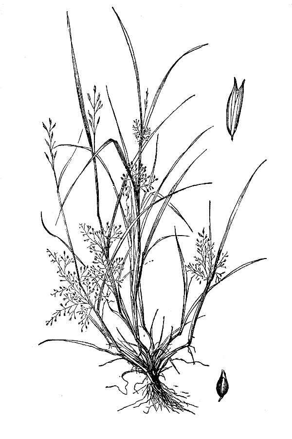 Image of Peruvian Water Grass