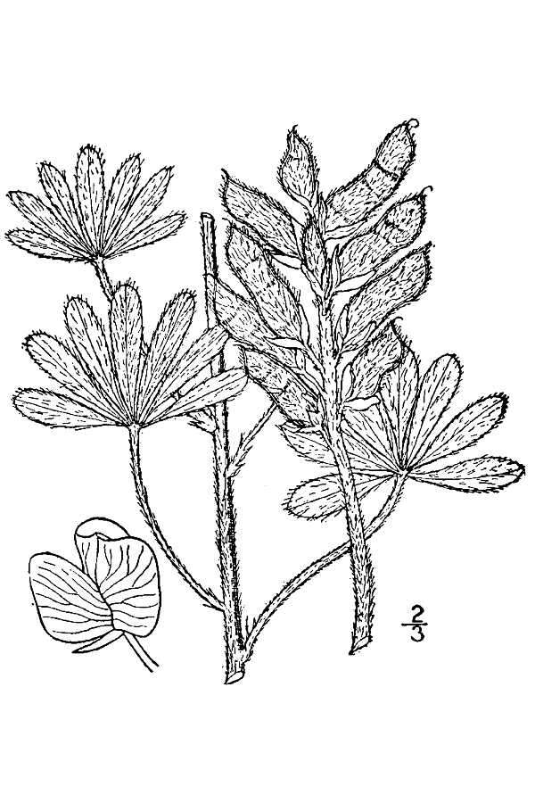 Image de Lupinus plattensis S. Watson