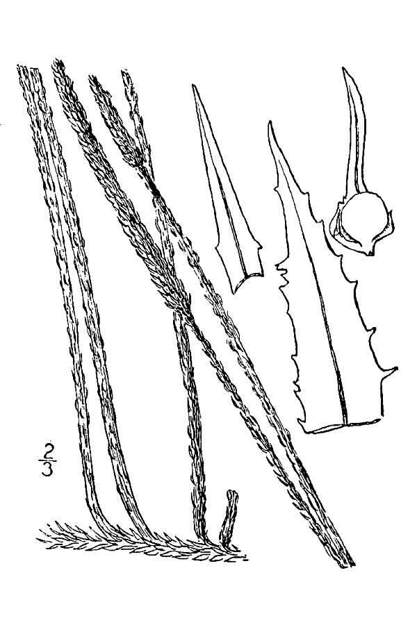 Imagem de Lycopodiella appressa (Chapm.) Cranfill