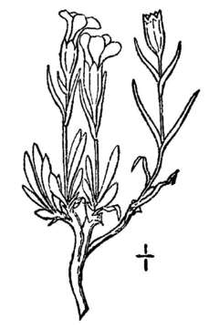 Image of arctic catchfly