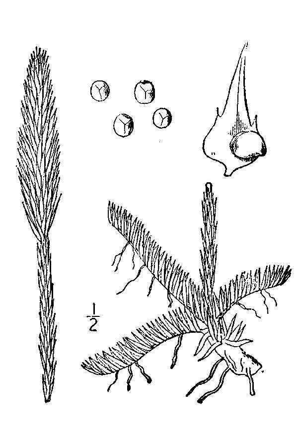 Слика од Lycopodiella alopecuroides (L.) Cranfill