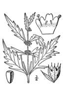 Image of American water horehound