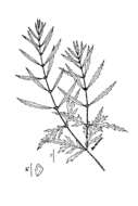 Image of American water horehound