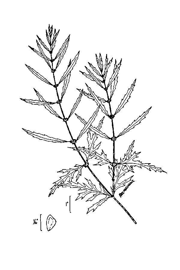 Image of American water horehound