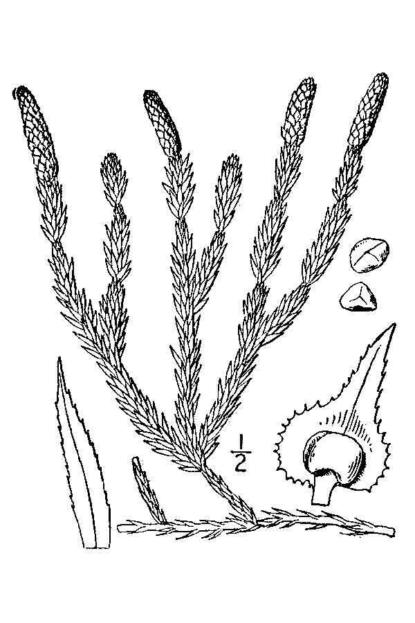 Image of interrupted clubmoss