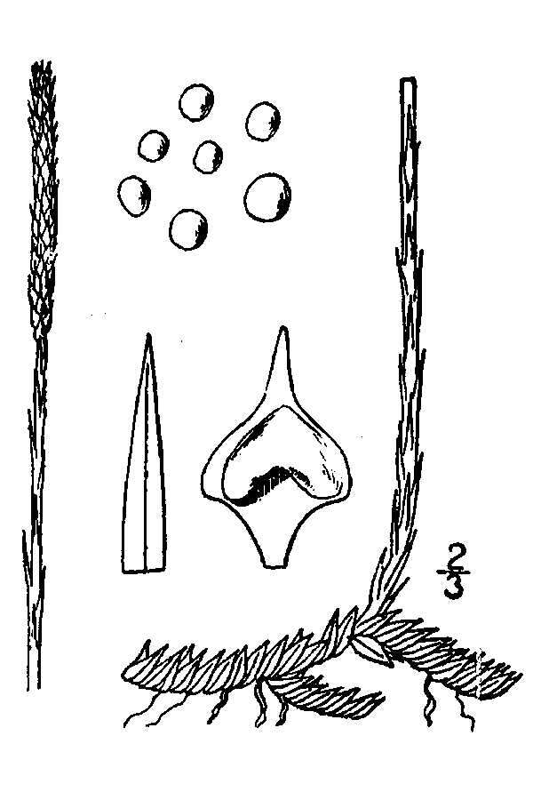 صورة Lycopodiella caroliniana var. caroliniana