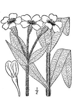 Слика од Lychnis coronaria (L.) Desr.