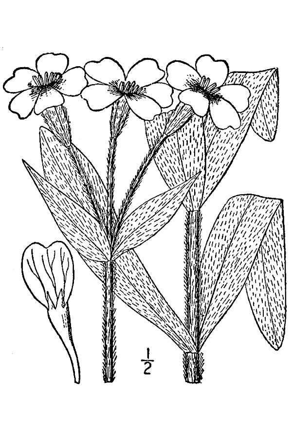 Слика од Lychnis coronaria (L.) Desr.